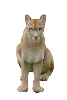 puma or mountain lion isolated on white background