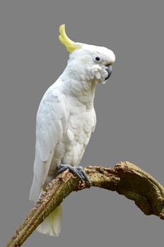 Sulphur-crested Cockatoo isolated on gray background