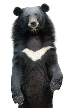 asiatic black bear isolated on white background