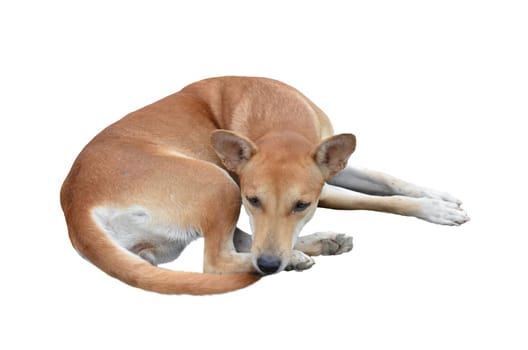 native domestic thai dog (pet) isolated on white background