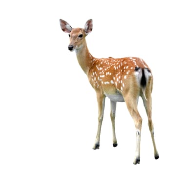 female sika deer isolated on white background