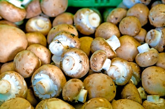 Mushroom at the farmer's market