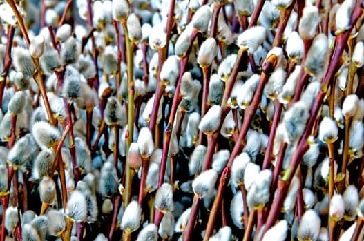Willow Blossom