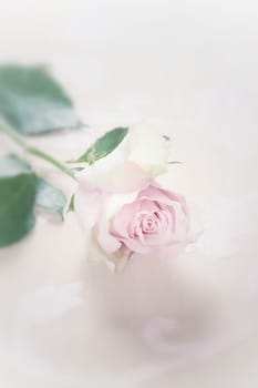 Single romantic fragile faded pink rose with selective focus to the top of the petals lying on a white studio background