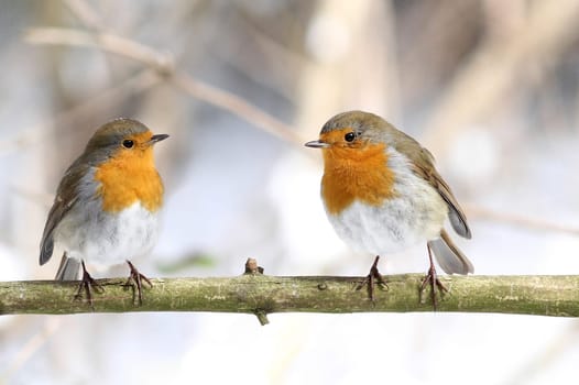 The robin (Erithacus rubecula)