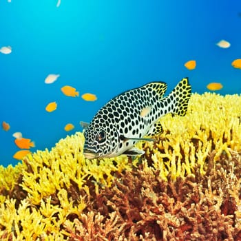Underwater landscape with tropical fish Sweetlips