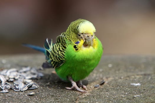 Budgerigar
