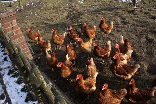 Free-range chickens