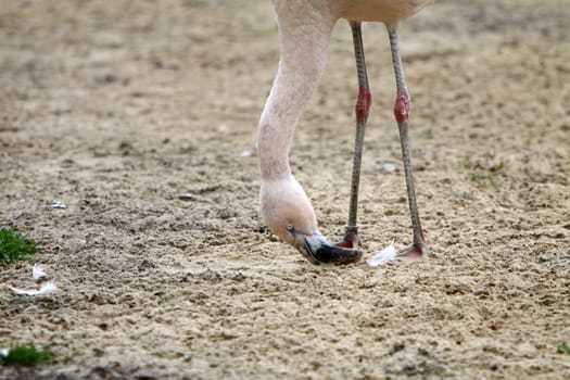 Flamingo