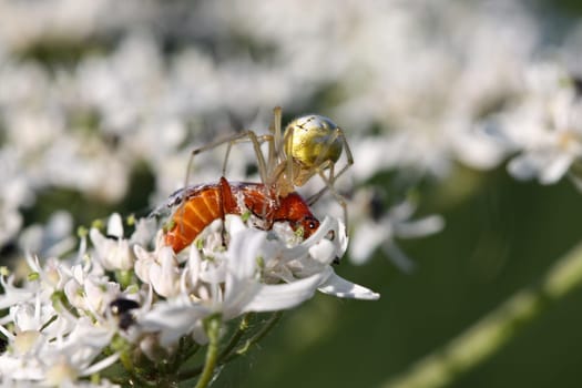 Crab spider with captured beetle