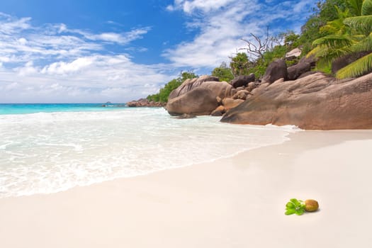 Coconut at Anse Lazio