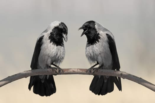 Hooded Crow (Corvus corone cornix)