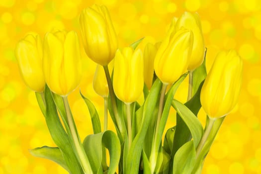 Yellow tulips bouquet against  the blurry background