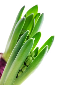 some hyacinth not blooming as background