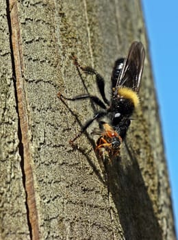 Predator fly with prey,female of Laphria ephippium