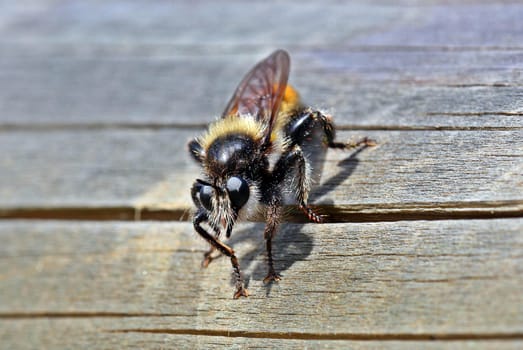 Yellow murder fly (Laphria flava)