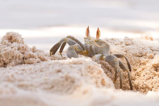 Tropical crustacean on the beach