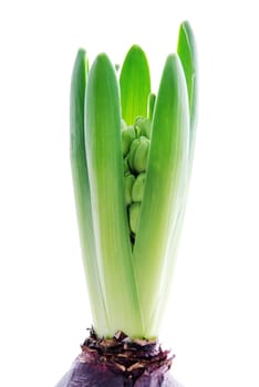 one single hyacinth, isolated on white