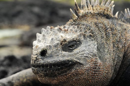 Galapagos Sixes