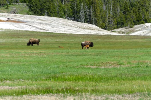 bison with calves in Yellowstone National Park in Wyoming in the United States of America