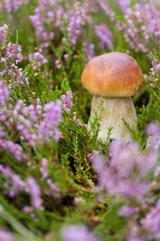 Small boletus on the background of violet heather in the forest