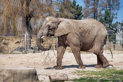 elephant in ZOO with dry branches