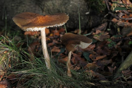 Forest mushroom