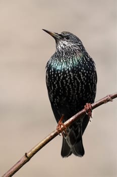 Sturnus Vulgaris - The Star