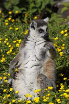 Ring-tailed lemur