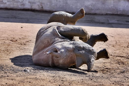 rhinoceros in mud on back in ZOO