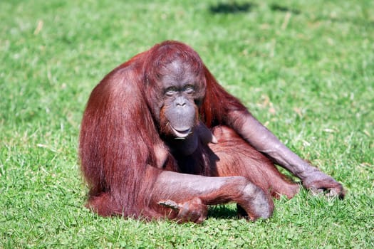 orang-utan with smile in ZOO
