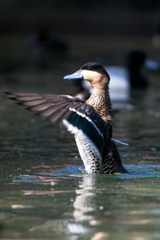 wild duck start to fly on the pond