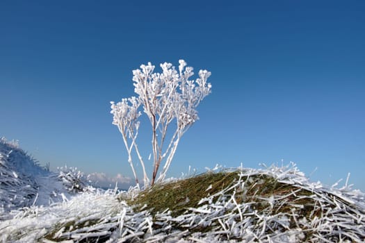 a seasonal crisp snow frosty covered grass ditch with a frozen weed plant