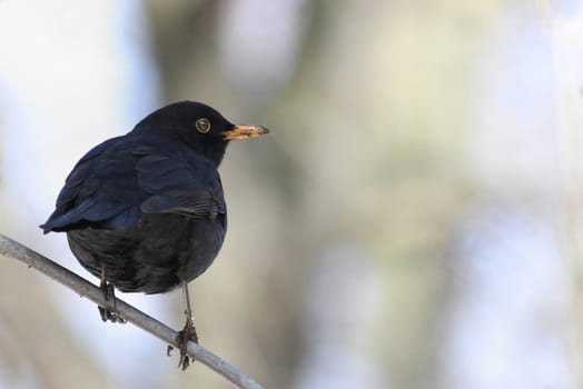 Turdus merula - The blackbird
