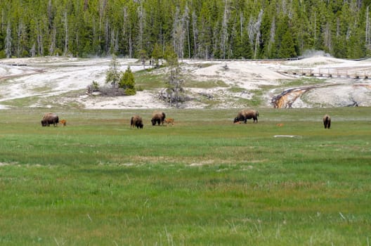 Bison grazing in Yellowstone National Park in Wyoming in the United States of America