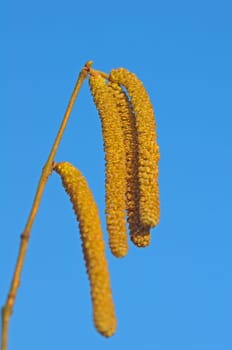 Hazelnut