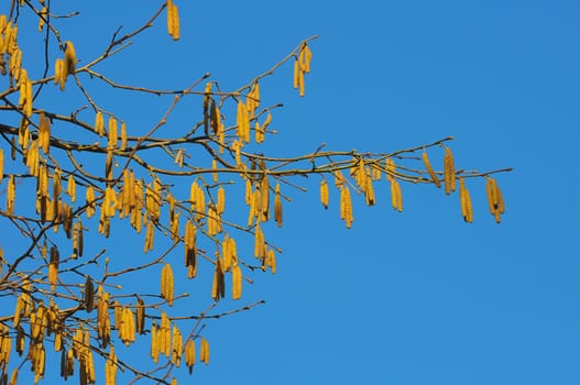 Hazelnut branch