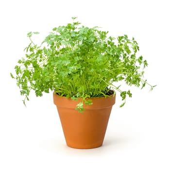 Chervil in clay pot