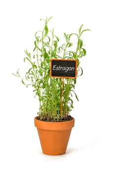 Tarragon in a clay pot with plant plug