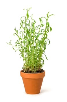 Tarragon in a clay pot