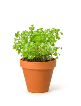 Marjoram in a clay pot