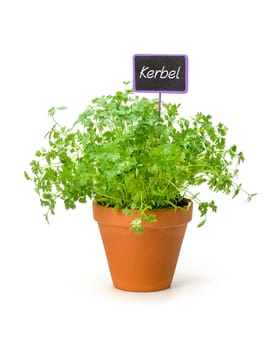 Chervil in a clay pot with plant plug