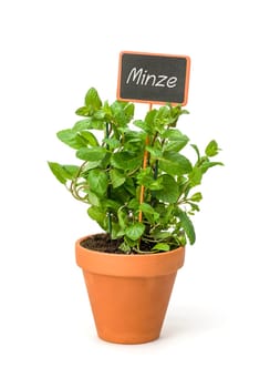 Mint in clay pot with plant plug
