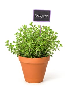 Oregano in a clay pot with plant plug