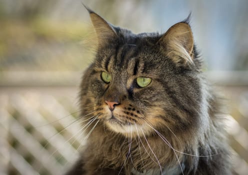 Maine Coon