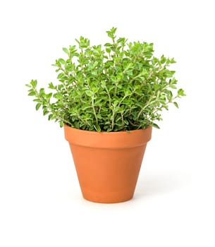 Oregano in a clay pot