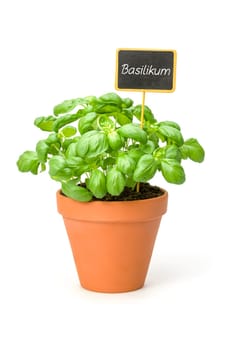 Basil in a clay pot with plant plug