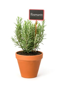 Rosemary in a clay pot with plant plug
