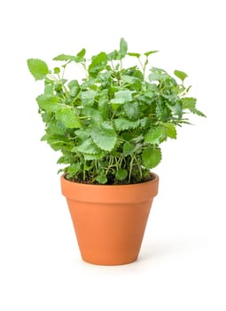 Lemon balm in a clay pot