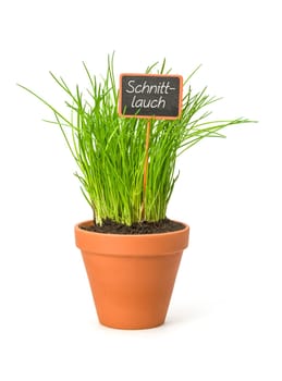 Chives in a clay pot with plant plug